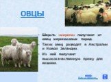 Шерсть «мерино» получают от овец мериносовых пород. Таких овец разводят в Австралии и Новой Зеландии. Из неё получают высококачественную пряжу для вязания. ОВЦЫ