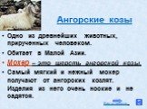 Ангорские козы. Одно из древнейших животных, прирученных человеком. Обитает в Малой Азии. Мохер – это шерсть ангорской козы. Самый мягкий и нежный мохер получают от ангорских козлят. Изделия из него очень ноские и не садятся.