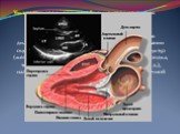 Ультразвуковая кардиография – измерение размеров сердца в динамике. Эхокардиография (ЭхоКГ) — это ультразвуковая диагностика заболеваний сердца. В этом исследовании оцениваются размеры сердца и его отдельных структур (желудочки, предсердия, межжелудочковая перегородка, толщина миокарда желудочков, п