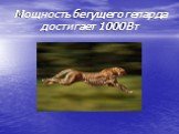 Мощность бегущего гепарда достигает 1000 Вт