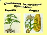 Основные источники крахмала: Картошка Кукуруза