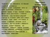 Ядовитость газа - объясняется его большой химической активностью. Он легко вступает в соединение почти со всеми химическими элементами Отнимая водород от воды, входящей в состав каждой клетки растительных и животных организмов, хлор тем самым разрушает структуру их, что влечет гибель всего живого. А