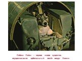 Собака Лайка — первое живое существо, осуществившее орбитальный полёт вокруг Земли