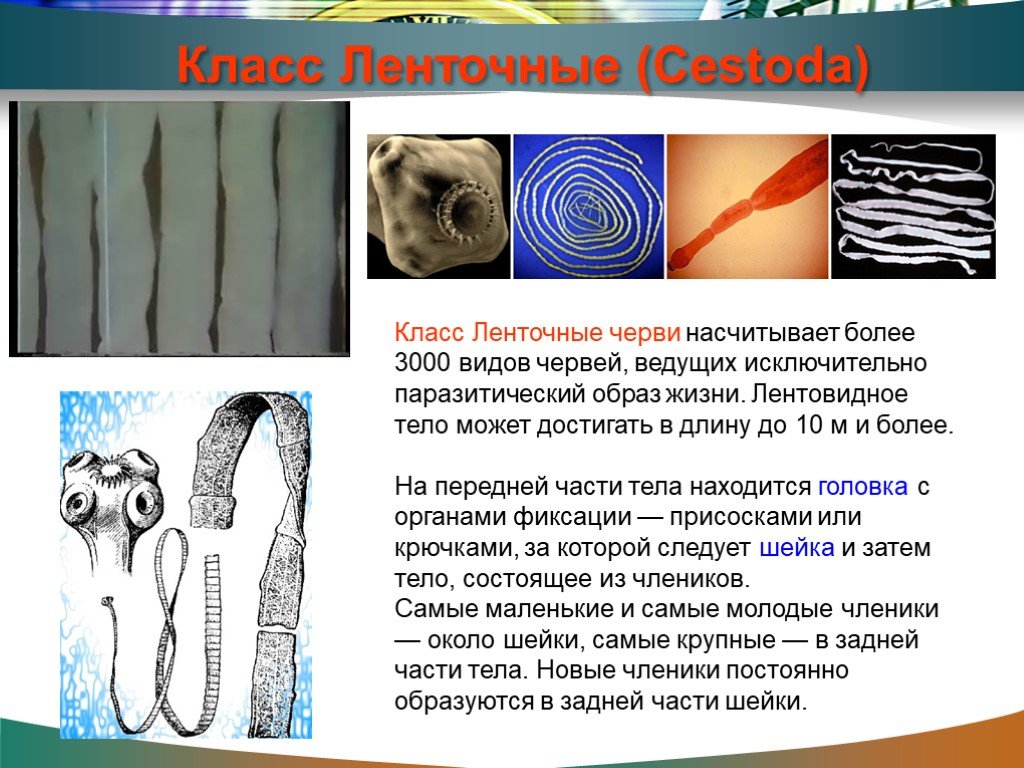 Ленточные черви образ жизни. Класс ленточные черви (Cestoda). Класс червей ленточные черви. Паразитические ленточные черви. Паразитический цикл ленточных червей.