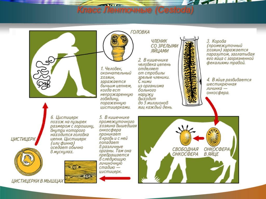 Симптомы цепня у человека. Жизненный цикл ленточных червей общая схема. Ленточные черви цикл развития бычьего цепня. Жизненный цикл ленточных червей 7 класс биология. Схема цикла развития ленточного червя.