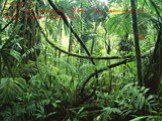 Тропический лес. Растения типичных непроходимых джунглей – лианы, бамбук, манильская конопля))) , тик, баньян , черное дерево.