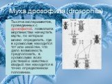 Муха дрозофила (drosophila). Тысяча экспериментов, проведенных с дрозофилой, позволила морганистам начертить карты, по которым можно определить, где в хромосоме находится тот или иной ген, что дало возможность предположить, в хромосомах всех растений и животных каждый ген находится в точно определен