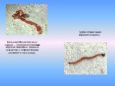 Большинство ресничных червей — свободноплавающие морские животные. Данный экземпляр с острова Фиджи достигает 2 см в длину. Турбеллярия вида Bipalium kewense.
