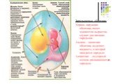 Зародышевые оболочки: Хорион- наружная оболочка, имеет множество выростов, служит для питания зародыша. Амнион – защитная оболочка, выделяет жидкость, в которой находится зародыш. Аллантоис – «мусорный мешок» развивающегося зародыш.