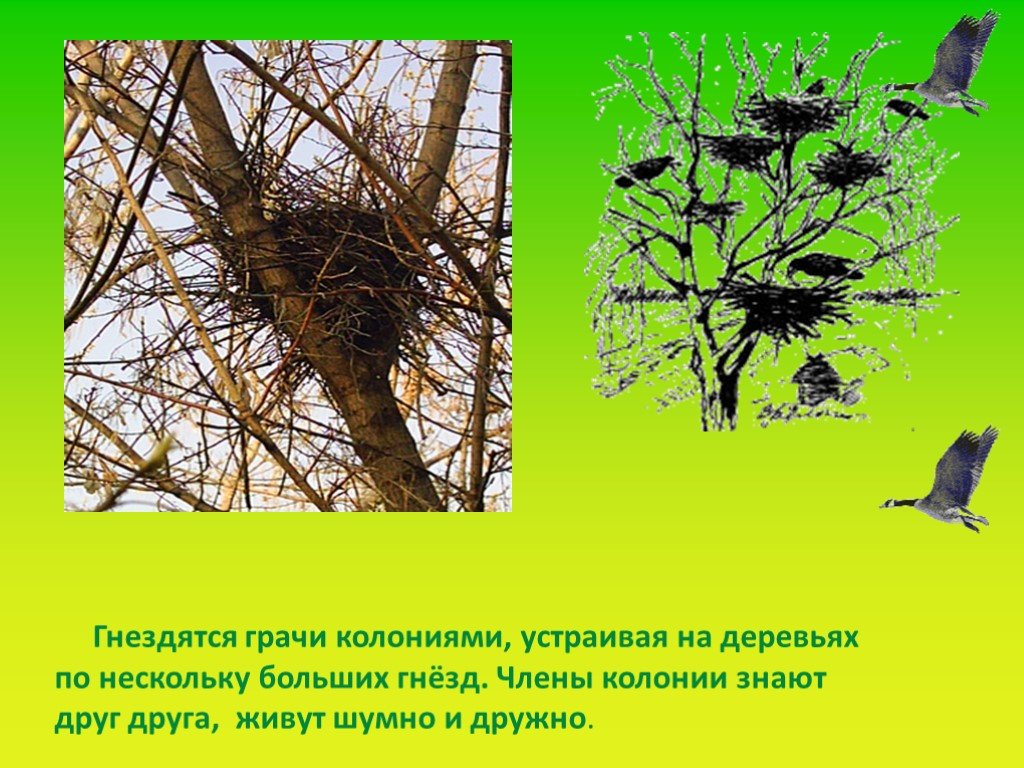 Птицы весной 2 класс. Гнездование птиц весной. Колония грачей. Весенние птицы в гнезде. Птичье гнездо на дереве.