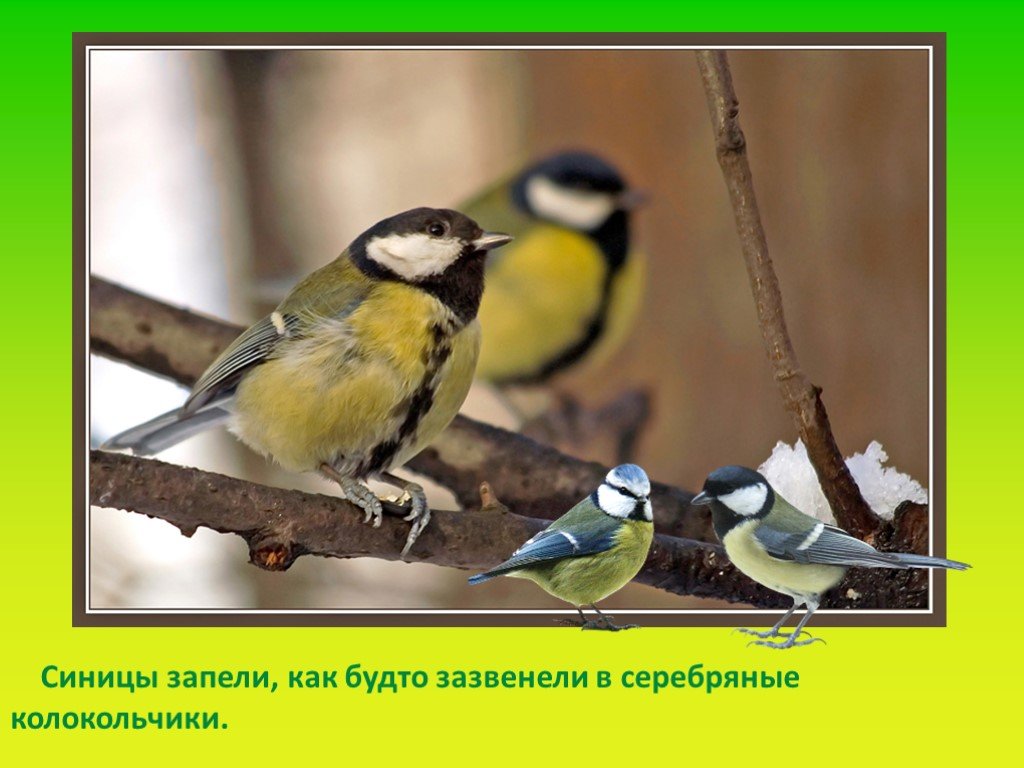 Птицы весной 2 класс. Весенние птицы 2 класс окружающий мир. Поведение птиц весной. Поведение синички весной.