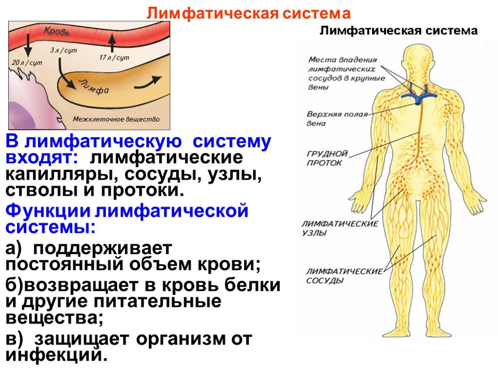 Лимфатическая система важнейшая. Строение и функции лимфатической системы. Лимфатическая система строение и функции человека анатомия. Лимфатические капилляры сосуды узлы. Строение лимфатической системы и лимфатического узла.