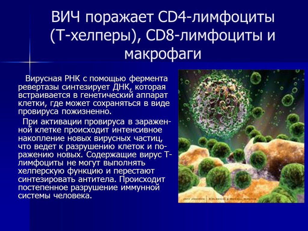 Макрофаги 4. Cd4 т-хелперы. Cd4 клетки при ВИЧ. Вирус СПИДА поражает: т-хелперы (лимфоциты). ВИЧ поражает т лимфоциты.