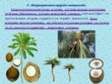 Семена переносят реки и ручьи, потоки дождя и морские течения. Например, плоды кокосовой пальмы путешествуют по тропическим морям годами и не теряют всхожести. Если морские волны прибьют их к берегу и плоды попадут на песок, то из них могут развиться кокосовые пальмы. 5. Распространяются в природе с