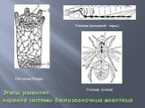 Этапы развития нервной системы беспозвоночных животных. Сетчатая (Гидра). Узловая (дождевой червь). Узловая (пчела)