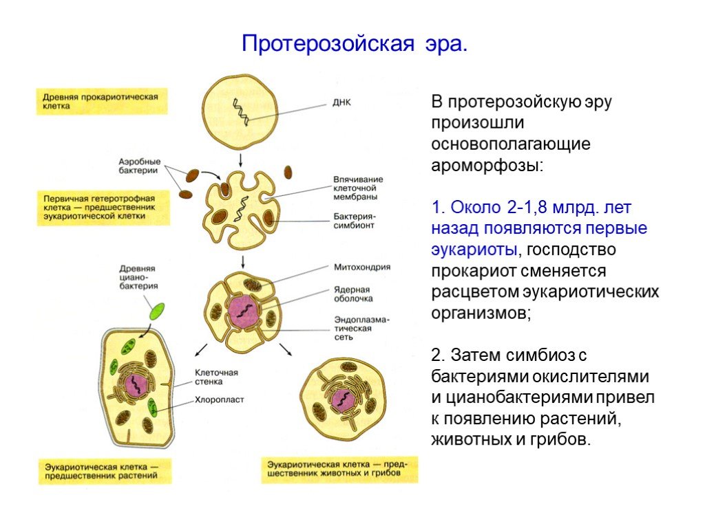 Эра прокариот какая эра. Появление первых клеток Эра. Появление эукариотических организмов. Ароморфозы появления эукариотической клетки. Протерозойская Эра ароморфозы растений и животных.