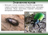 Значение жуков. Большую пользу человеку в борьбе с вредителями садов и огородов приносят хищные жуки, например, жужелицы. Жуки – красотелы помогают в борьбе с непарным шелкопрядом.