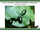 Жуки – листоеды – активные вредители сельского и лесного хозяйства