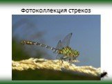 Фотоколлекция стрекоз