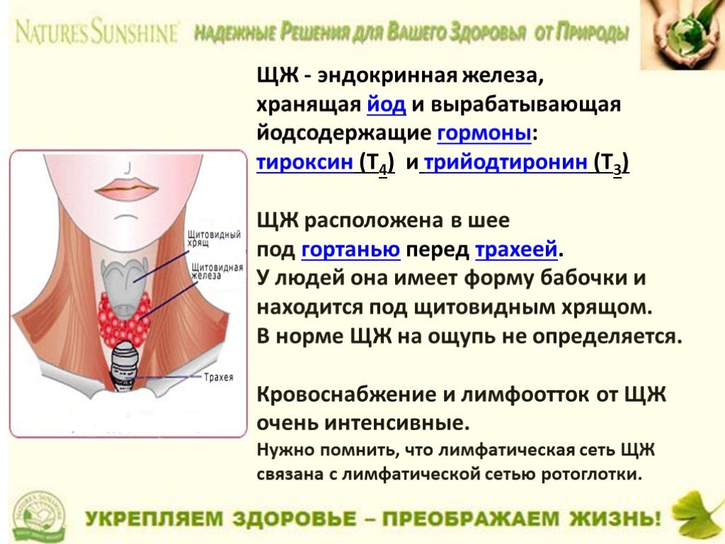 Щитовидная железа узел в левой доле. Щитовидная железа щитовидная железа. Эндокринная щитовидная железа. Узлы в щитовидной железе симптомы.
