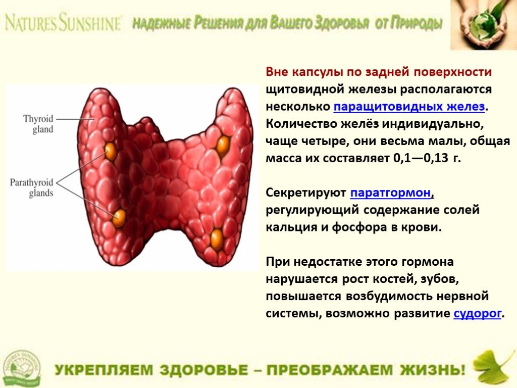 Паращитовидная железа картинка