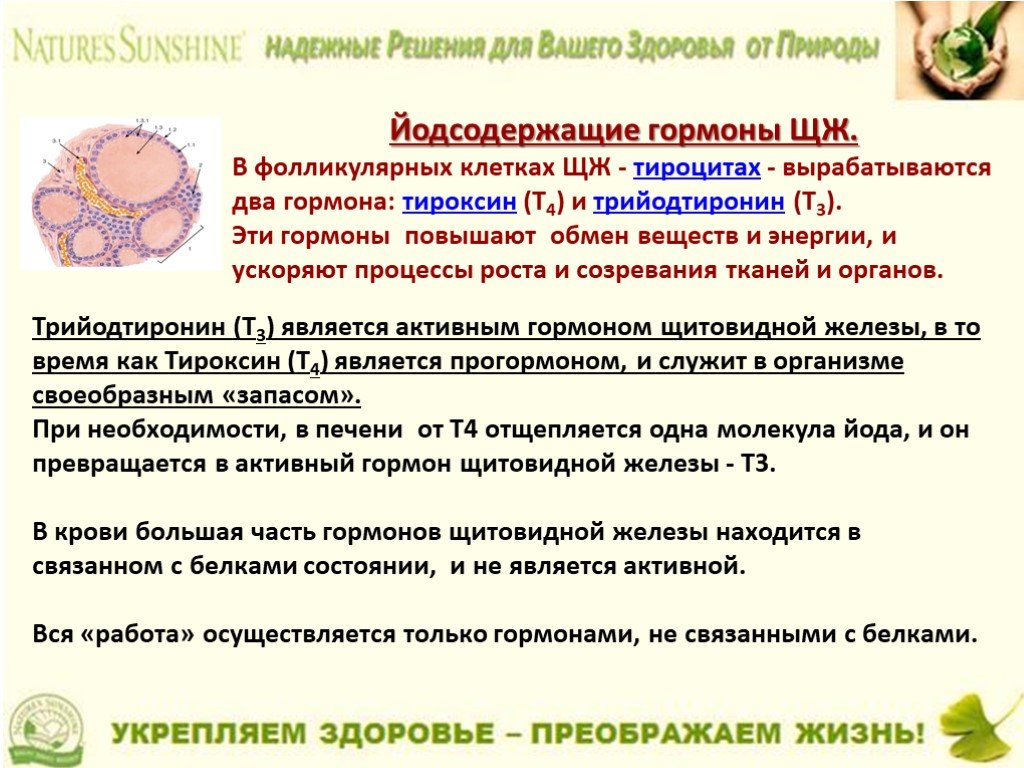 Йодсодержащие гормоны. Йодосодержашие гормоны. Йодсодержащие гормоны функции. Йодсодержащие гормоны вырабатываются в. Каковы функции йодсодержащих гормонов?.