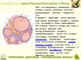 ЩЖ – это совокупность фолликулов (1) , которые изнутри выполнены клетками фолликулярного эпителия – тироцитами (1,2). В тироцитах происходит синтез гормонов ЩЖ. Внутри фолликулов находится коллоид (1.3), состоящий из белка тиреоглобулина. Этот коллоид является складом для сырья и для готовых гормоно