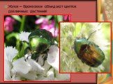 Жуки – бронзовки объедают цветки различных растений
