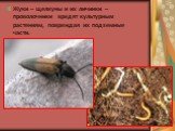 Жуки – щелкуны и их личинки – проволочники вредят культурным растениям, повреждая их подземные части.