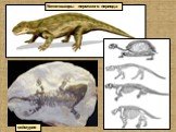 Котилозавры пермского периода. сеймурия