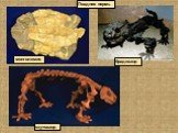 скутозавр брадизавр монголемис