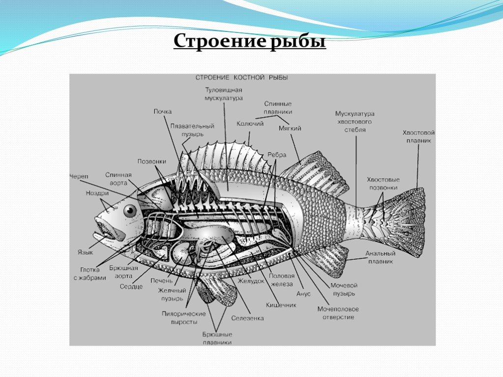 Внутреннее строение щуки. Внутреннее строение рыбы схема. Схема внутреннего строения рыбы 7 класс биология. Строение аквариумной рыбки. Внешнее и внутреннее строение рыб.