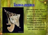 Белка-летяга. Обыкновенная летяга селится в лесах. Хвост – самое важное приспособление белки-летяги. С его помощью белка может маневрировать в воздухе, делая крутые виражи, поворачивать под прямым углом.