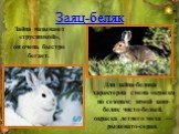 Заяц-беляк. Зайца называют «трусишкой», он очень быстро бегает. Для зайца-беляка характерна смена окраски по сезонам: зимой заяц-беляк чисто-белый, окраска летнего меха — рыжевато-серая.