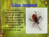 Клещ таежный. Это маленькое насекомое длиною 3-4 мм может передать при укусе вирус клещевого энцефалита. Будьте осторожны в весенний и летний период в лесу.