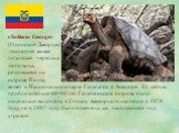 «Solitario George» (Одинокий Джордж), последняя живая гигантская черепаха этого вида, родившаяся на острове Пинта, живет в Национальном парке Галапагос в Эквадоре. Ей сейчас приблизительно 60-90 лет. Галапагосские острова были изначально включены в Список всемирного наследия в 1978 году, но в 2007 г