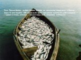 Реки России богаты рыбой. Самая богатая по количеству видов река в России – Амур. В нем водится 108 видов рыб. Здесь прекрасно чувствуют себя северяне – хариус и ленок, неплохо – южные виды рыб, например, змееголов.