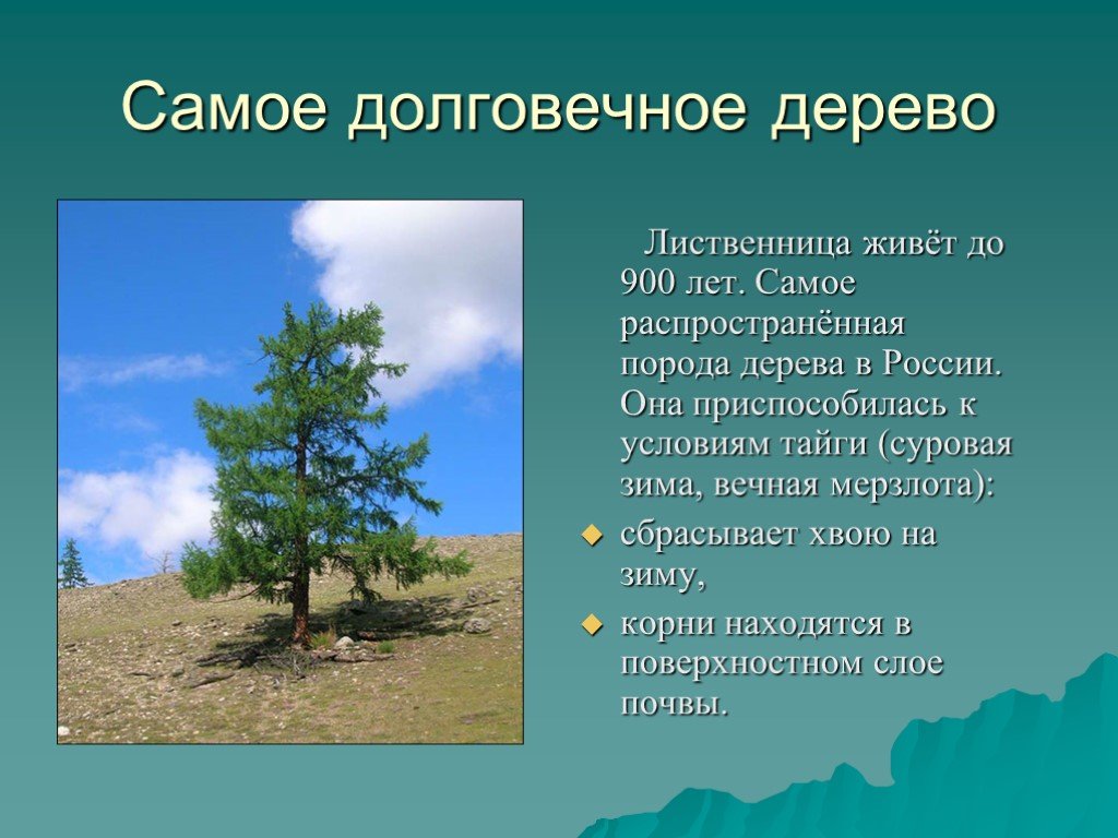 Живи 900 лет. Самые долговнчное дерево. Самое долгоживущее дерево в России. Интересные факты о лиственнице. Самое долго живущие дерево.