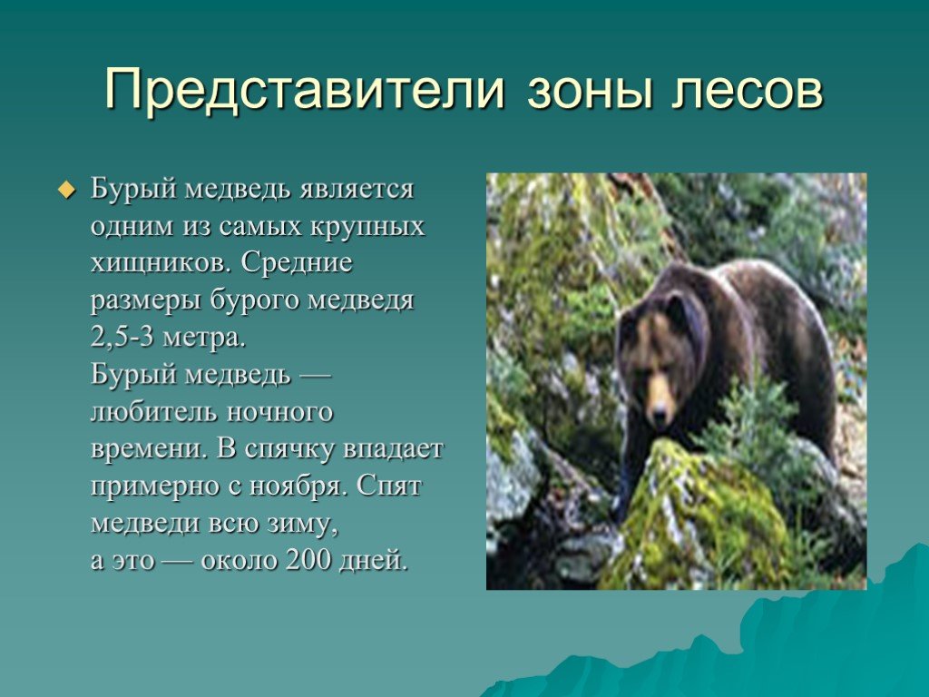 В какой природной зоне встречается медведь. Животные зоны лесов. Факты о животных леса. Интересные факты о животных лесных зон. Зона лесов животные и растения.