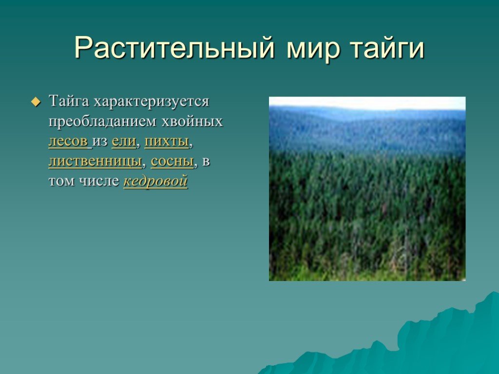 Природное сообщество тайга. Растительный мир тайги тайги. Зона тайги растительный мир. Растения зоны тайги в России. Тайга презентация.