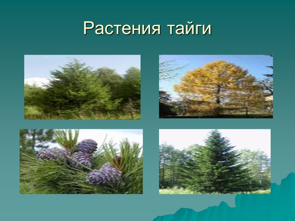 Растения тайги 5 класс биология. Растительный мир тайги тайги. Растения зоны тайги в России. Природная зона Тайга растения. Природная зона Уссурийская Тайга растения.