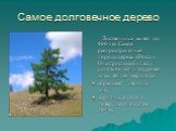 Самое долговечное дерево. Лиственница живёт до 900 лет. Самое распространённая порода дерева в России. Она приспособилась к условиям тайги (суровая зима, вечная мерзлота): сбрасывает хвою на зиму, корни находятся в поверхностном слое почвы.