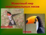 колибри тукан