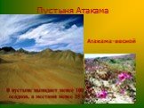 Пустыня Атакама. В пустыне выпадает менее 100 мм осадков, а местами менее 25 мм. Атакама-весной