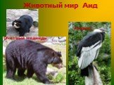 Животный мир Анд кондор Очковый медведь