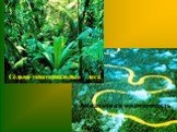 Сельва-экваториальные леса. Амазонская низменность
