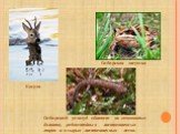 Косуля. Сибирская лягушка. Сибирский углозуб обитает на кочковатых болотах, редкостойных лиственничных марях и в сырых лиственничных лесах.