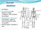 Human Skeleton. 206 Bones Axial skeleton: (80 bones) in skull, vertebrae, ribs, sternum, hyoid bone Appendicular Skeleton: (126 bones)- upper & lower extremities plus two girdles Half of bones in hands & feet