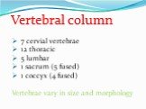Vertebral column 7 cervial vertebrae 12 thoracic 5 lumbar 1 sacrum (5 fused) 1 coccyx (4 fused) Vertebrae vary in size and morphology