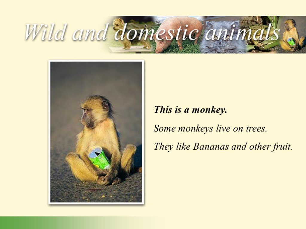 They like bananas. Some Monkeys Live in Trees. Monkey domestic animal. Some Monkeys Live in Trees перевод. Monkey Lives in a Tree написать отрицание.